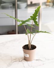 Alocasia sp. Sulawesi Sabrina Narrow