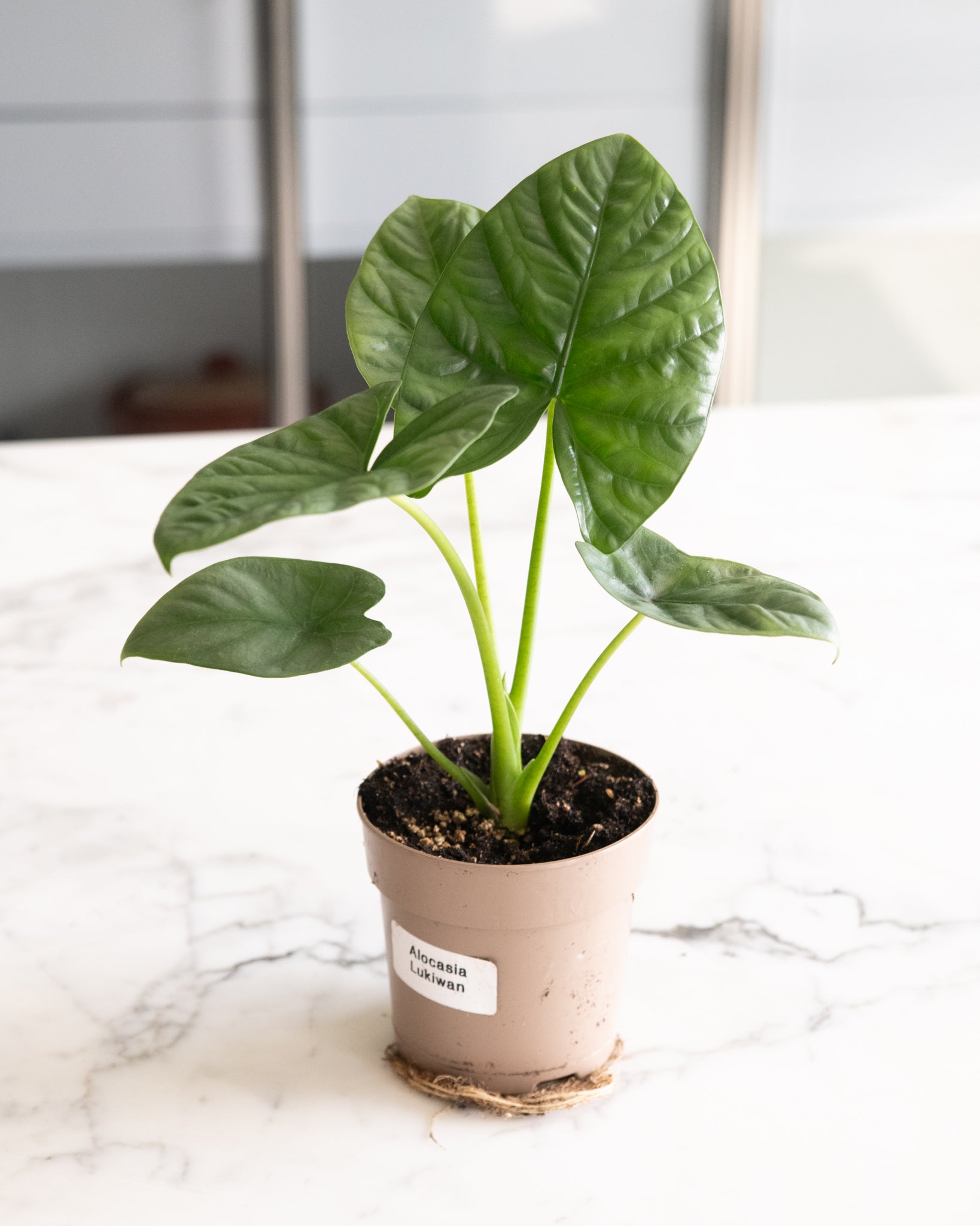 DSC_4826-Alocasia_Lukiwan.jpg