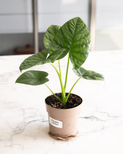 Alocasia 'Lukiwan'