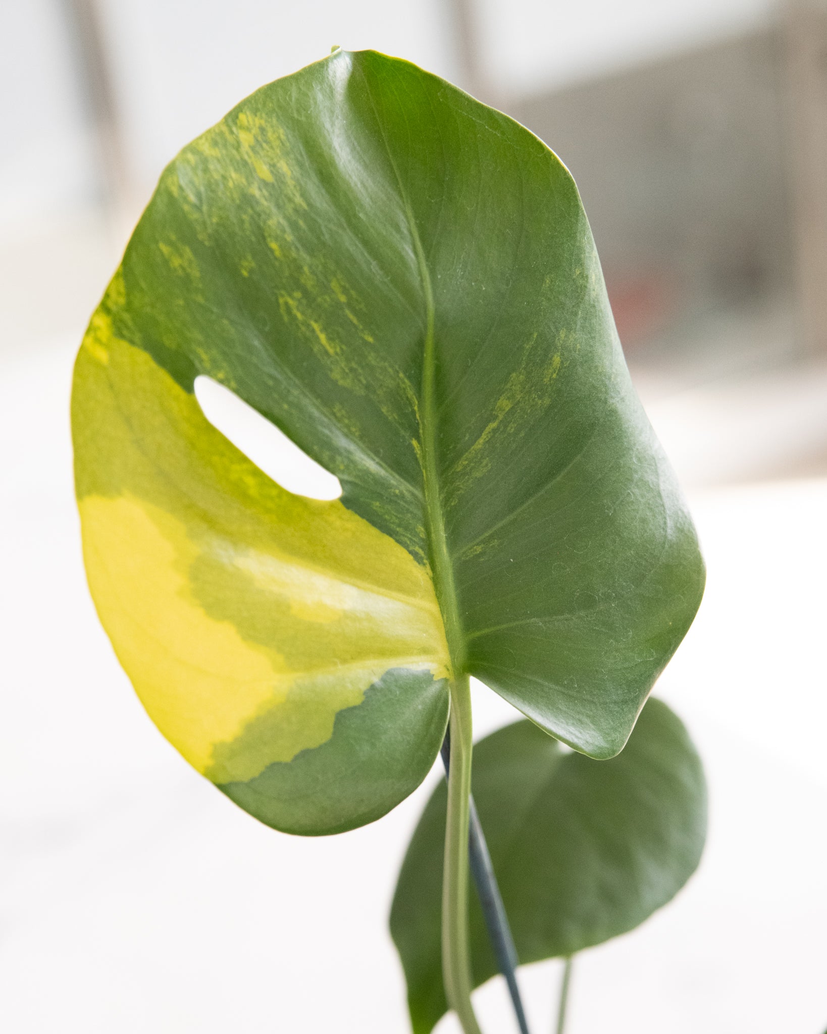Monstera deliciosa aurea 'variegata Marmorata'