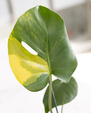 Monstera deliciosa aurea 'variegata Marmorata'