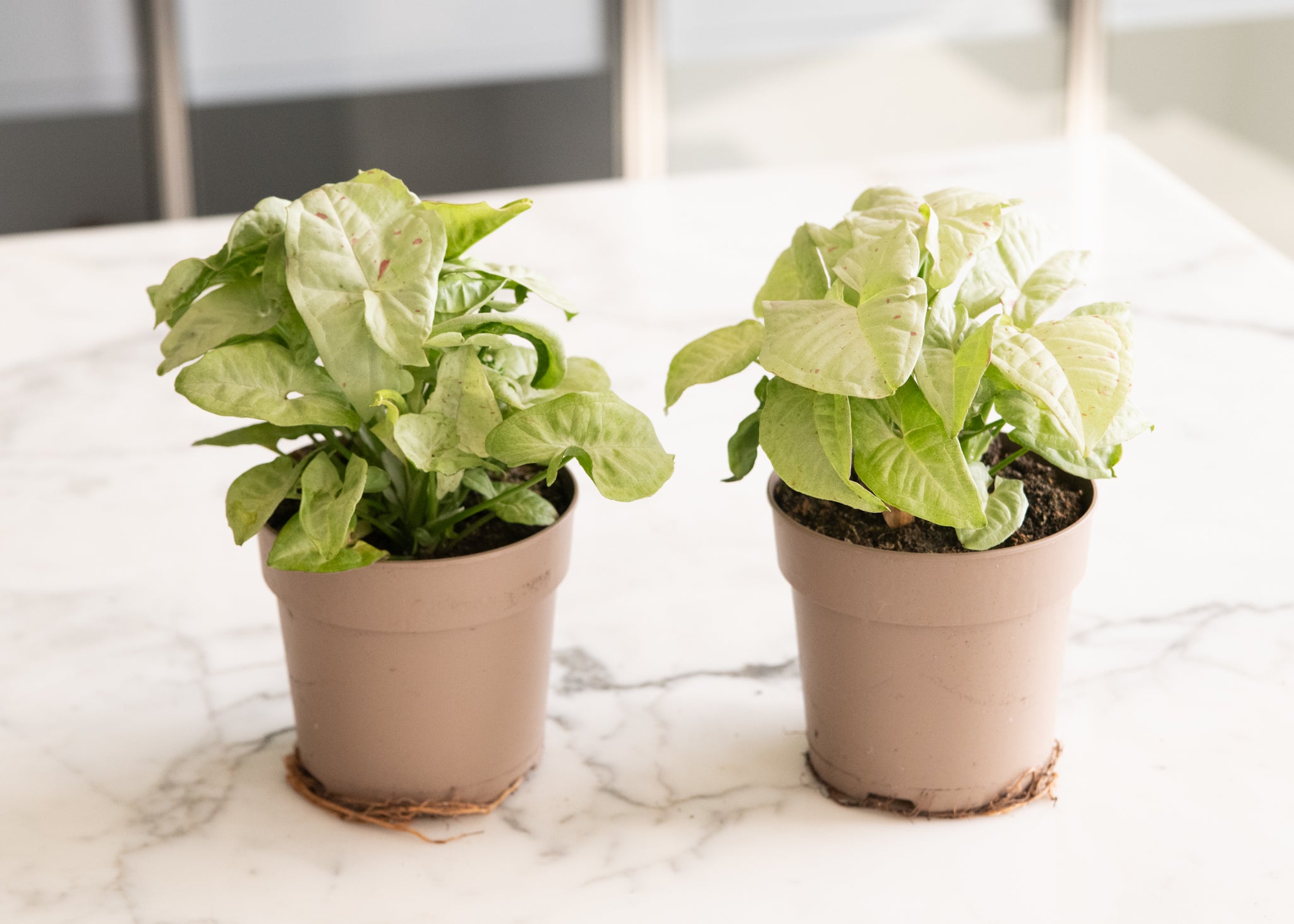 DSC_4836-syngonium-coffee-milk.jpg