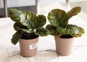 Calathea 'Fasciata Borrusica'