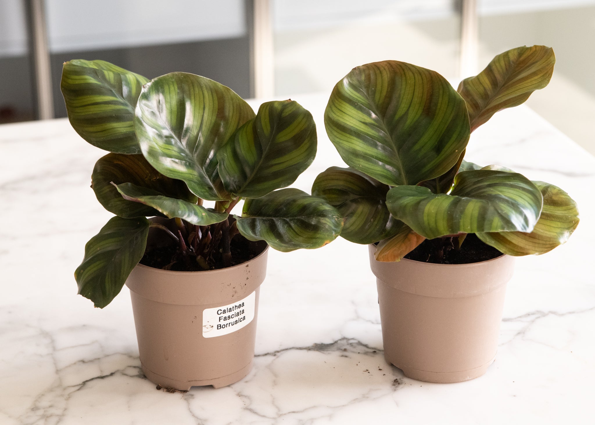 Calathea 'Fasciata Borrusica'