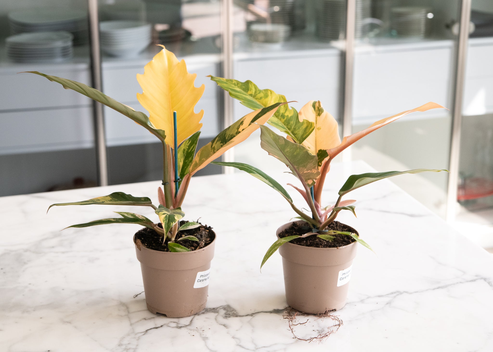 philodendron marble caramel Philodendron 'Caramel Marble'