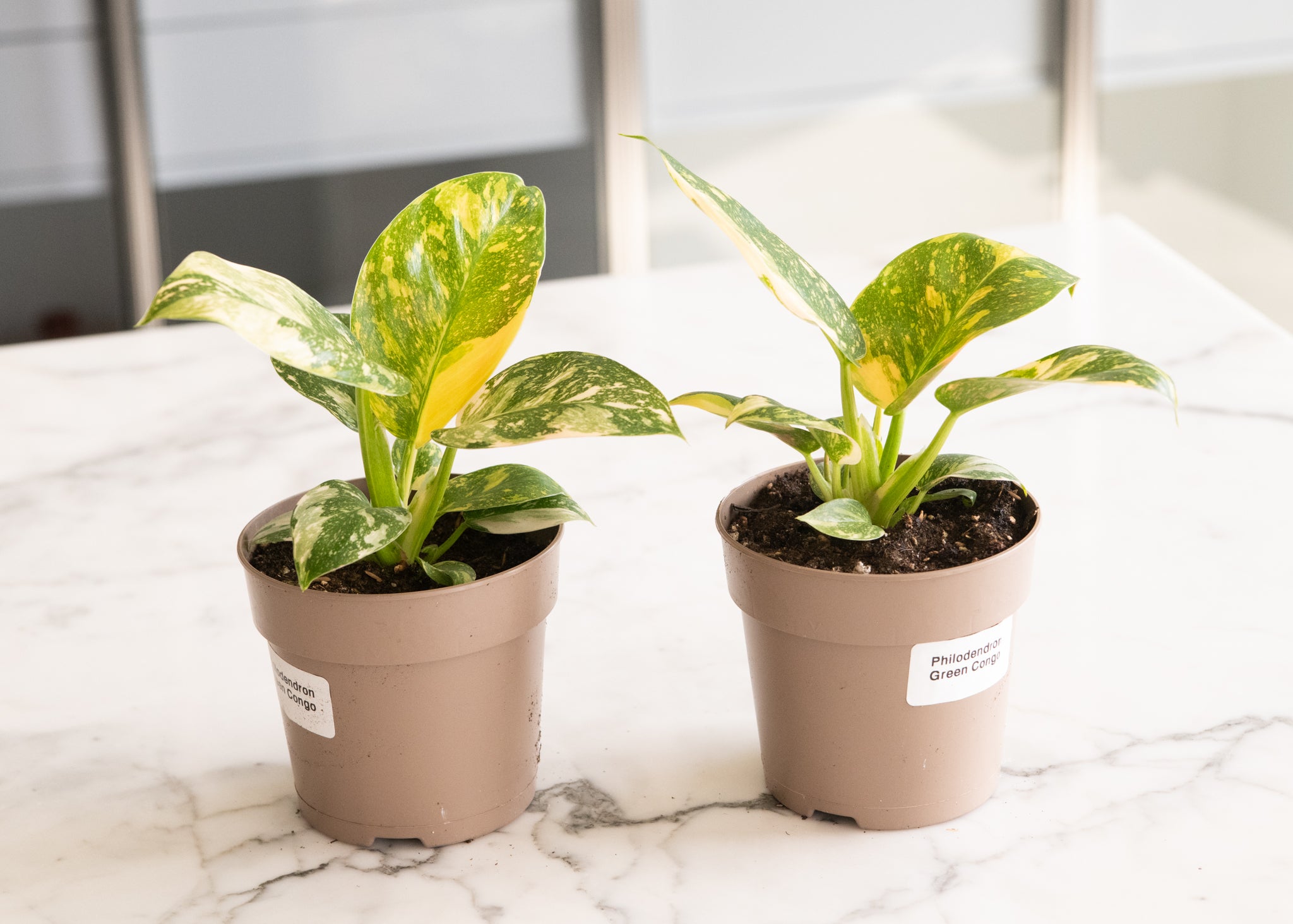 Philodendron 'Green Congo' Variegata