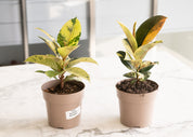 Ficus 'Shivereana Moonshine'