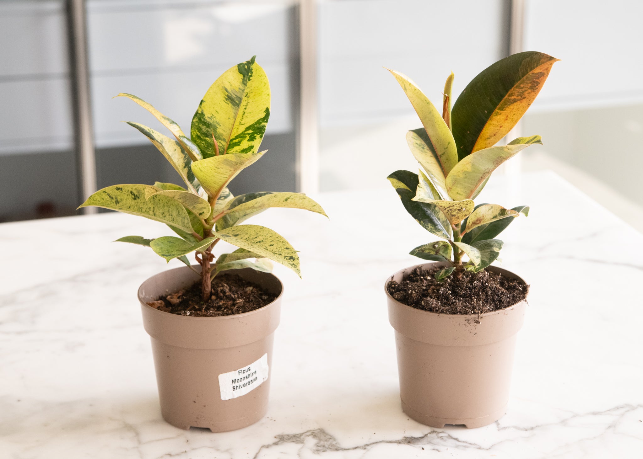 Ficus 'Shivereana Moonshine'