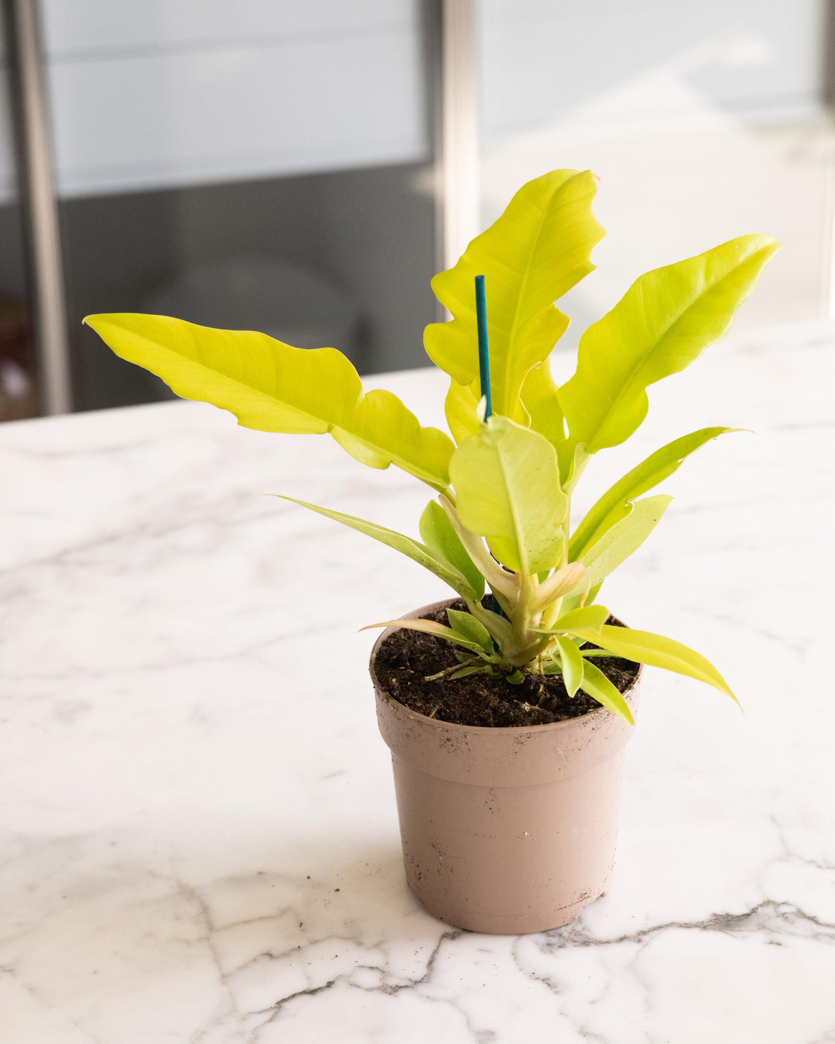 Philodendron 'Gergaji Golden Saw'