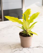 Philodendron 'Gergaji Golden Saw'