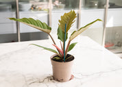 Philodendron 'Caramel Pluto'