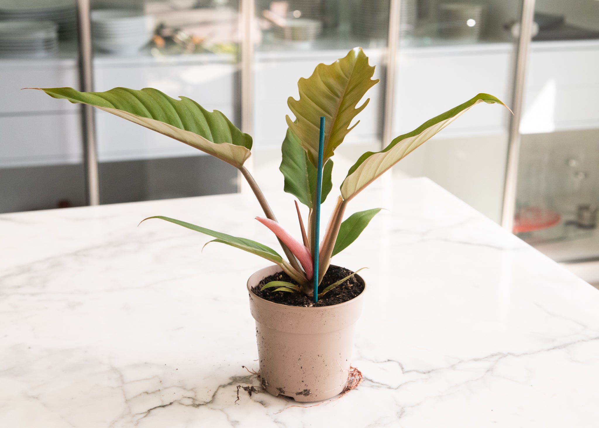 philodendron pluto Philodendron 'Caramel Pluto'