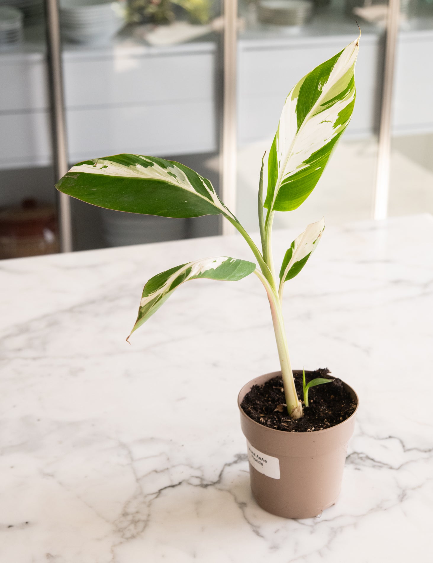 DSC_4848-Hawaiian_Variegated_Banana.jpg