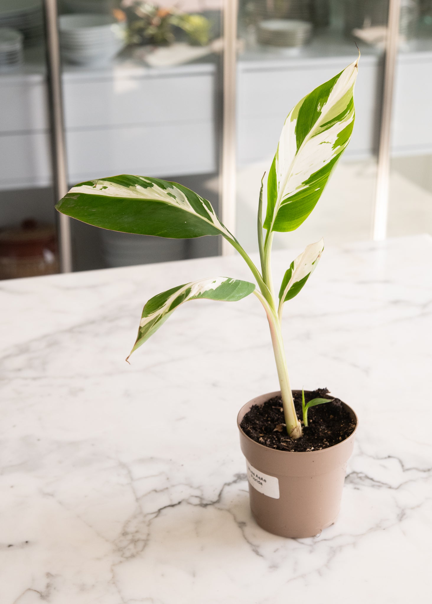variegated banana plant indoor Musa 'Ae Ae' (Hawaiian Variegated Banana)