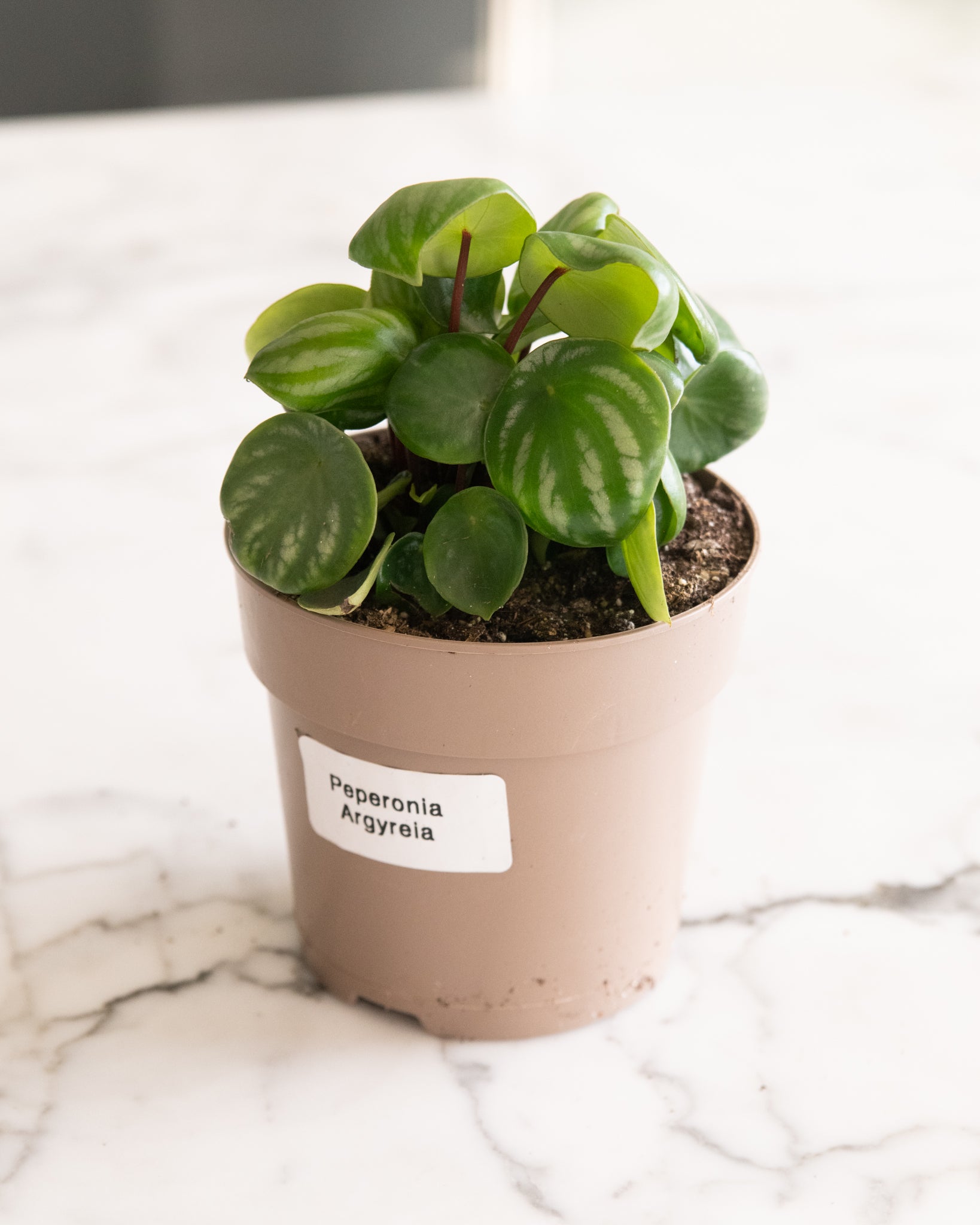 DSC_4850-Peperomia_argyreia.jpg