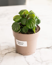 Peperomia argyreia