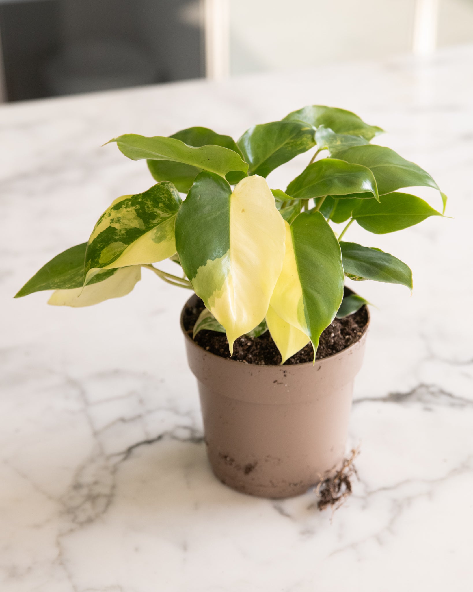 Philodendron 'Burle Marx' Variegata
