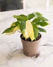 Philodendron 'Burle Marx' Variegata