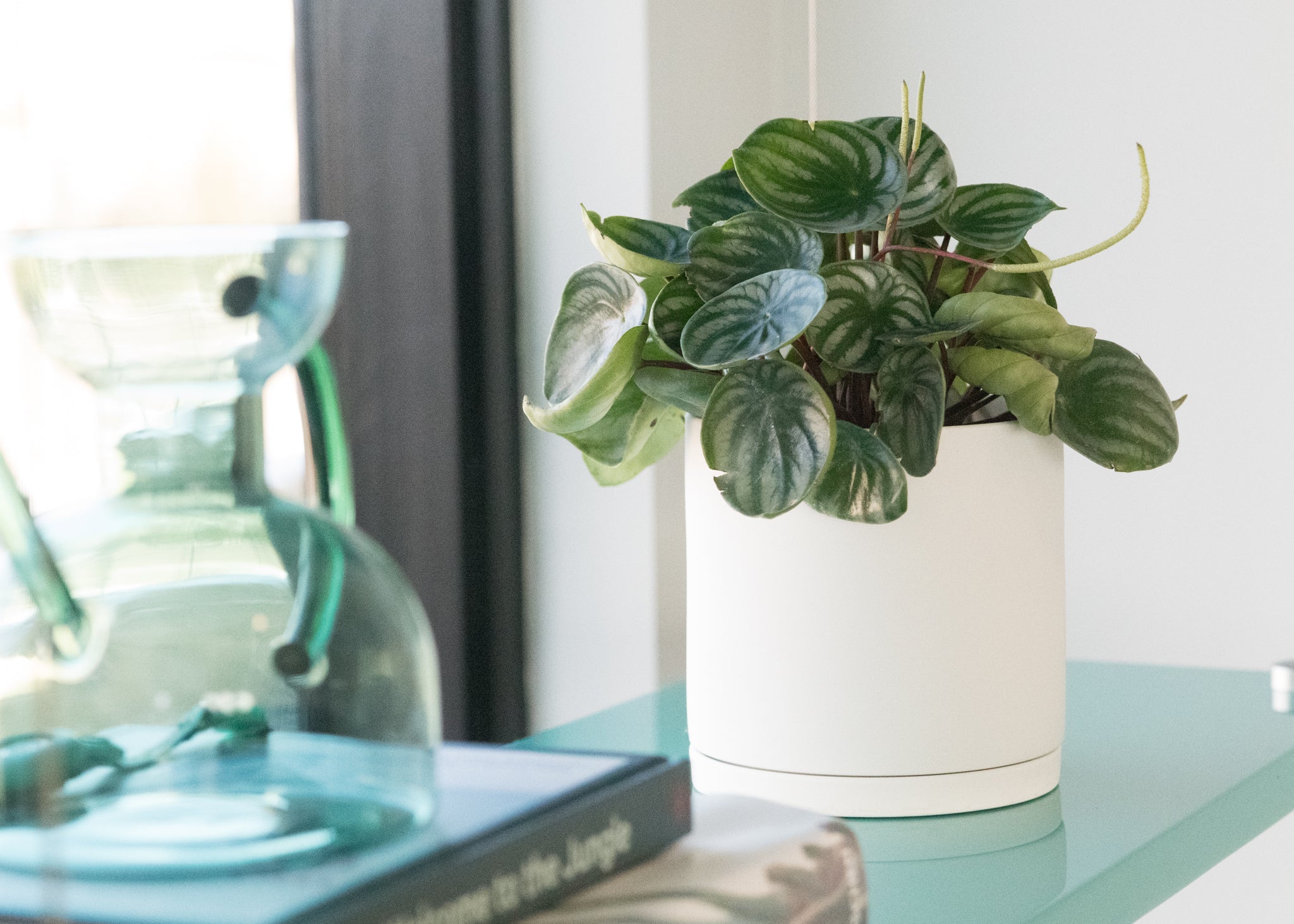 Peperomia argyreia