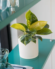 Philodendron 'Green Congo' Variegata