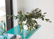 Lipstick 'Black Pagoda' Plant