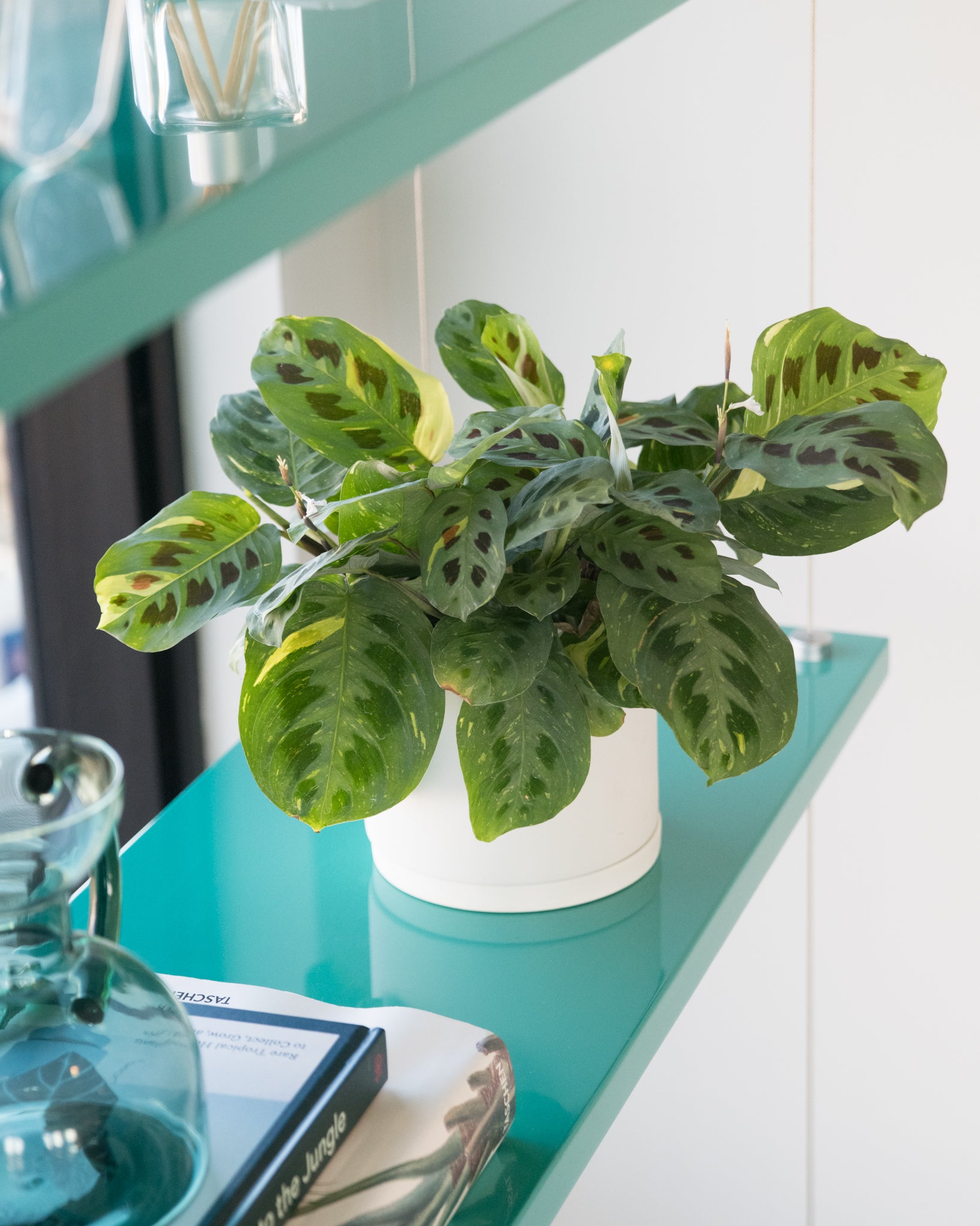 Maranta leuconeura kerchovaena variegata