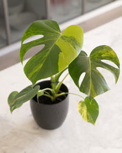 Monstera deliciosa aurea 'variegata Marmorata'