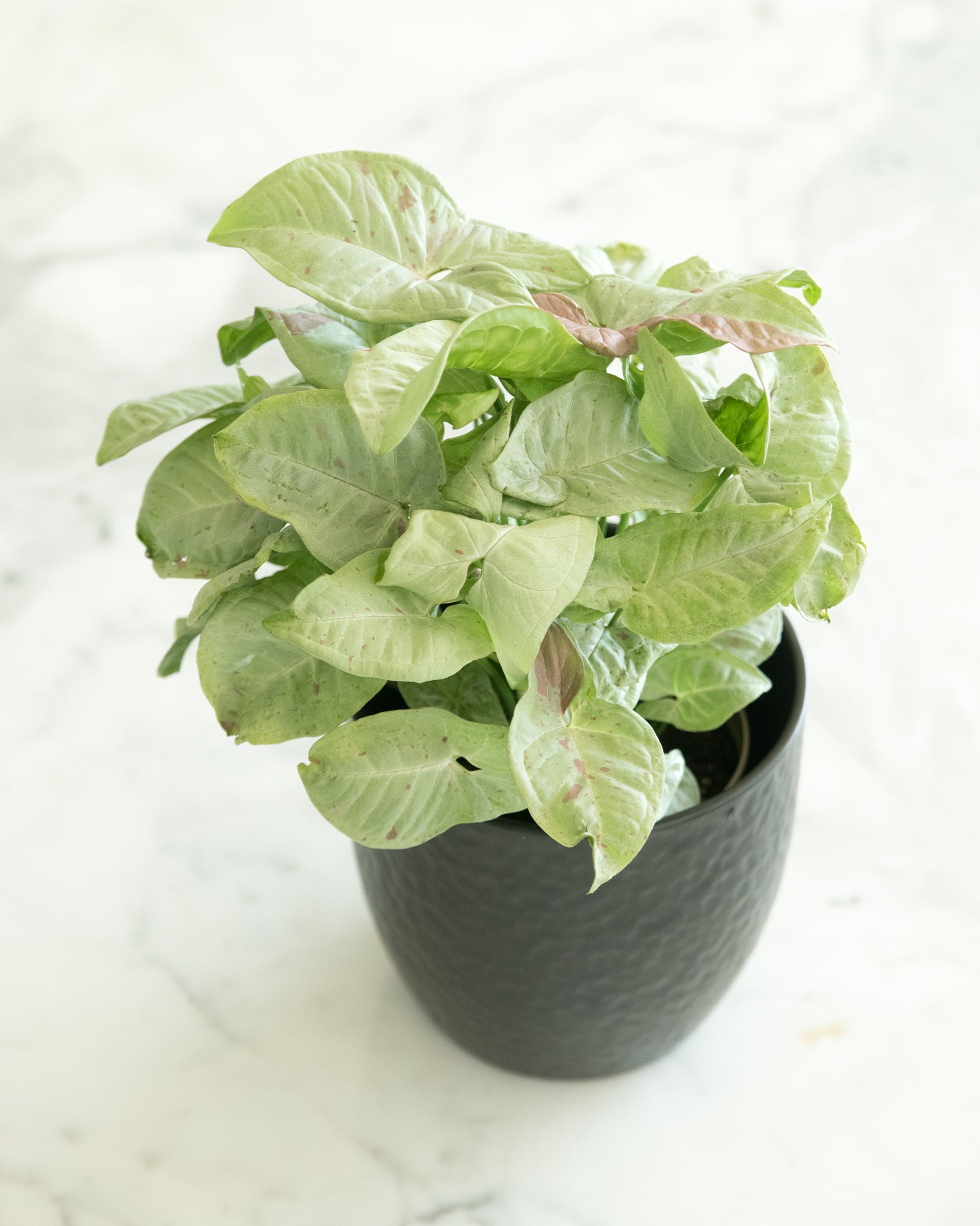 Syngonium 'Coffee Milk'