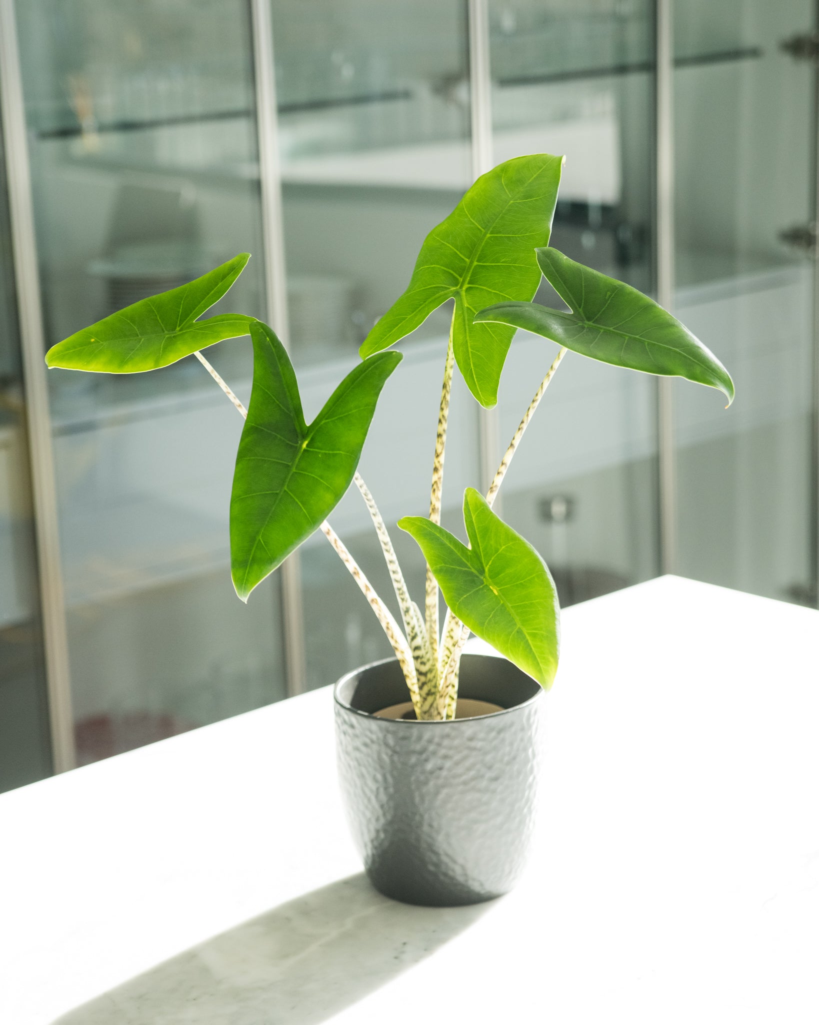 Alocasia 'Zebrina'