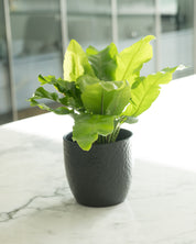 Fern - Bird’s Nest (Asplenium nidus)