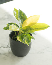 Philodendron 'Green Congo' Variegata