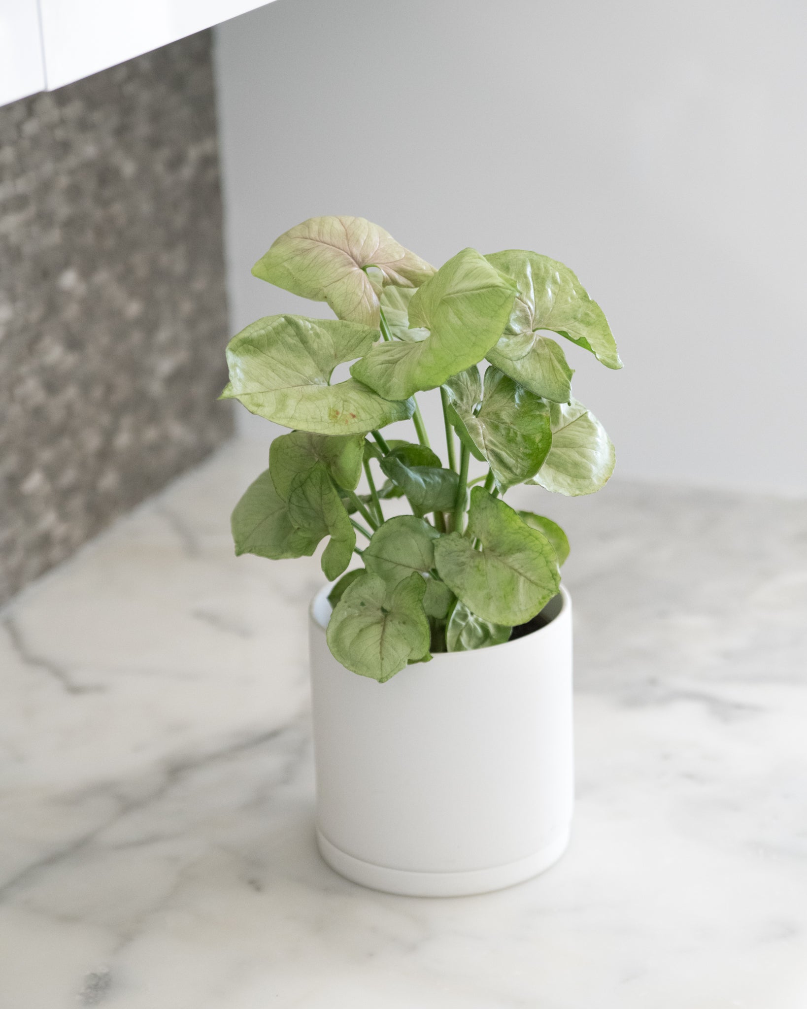 Syngonium 'Green Splash'