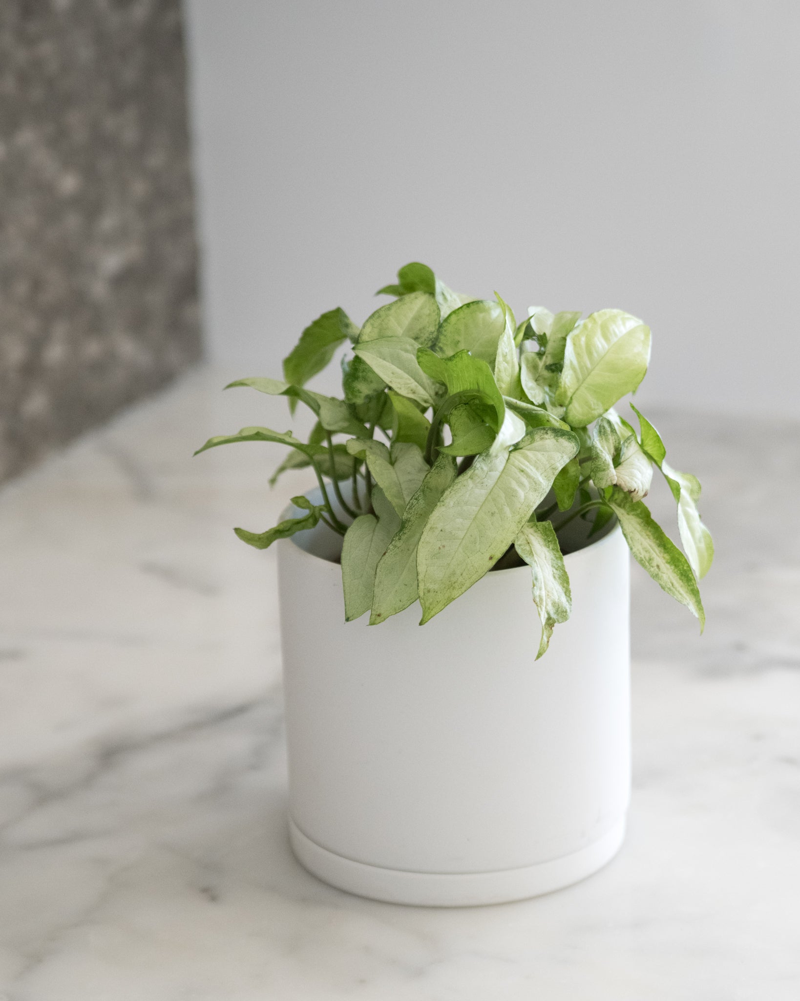 Syngonium 'Three Kings'