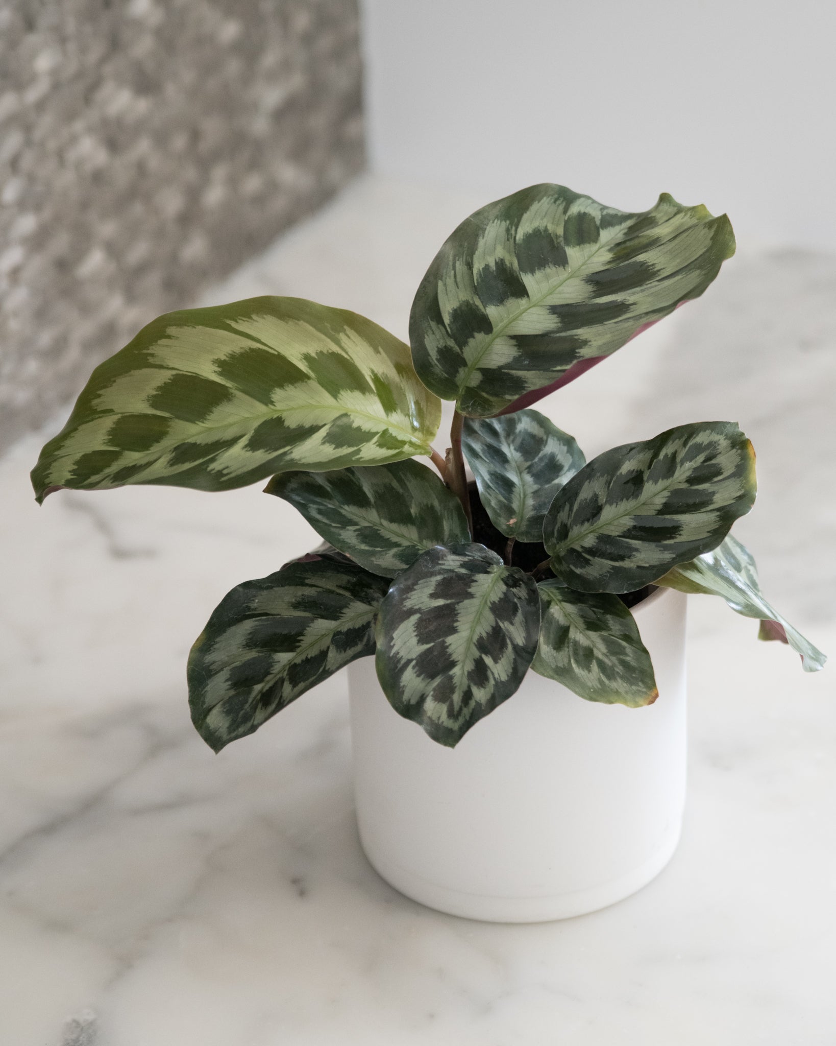 Calathea 'Helen Kennedy'