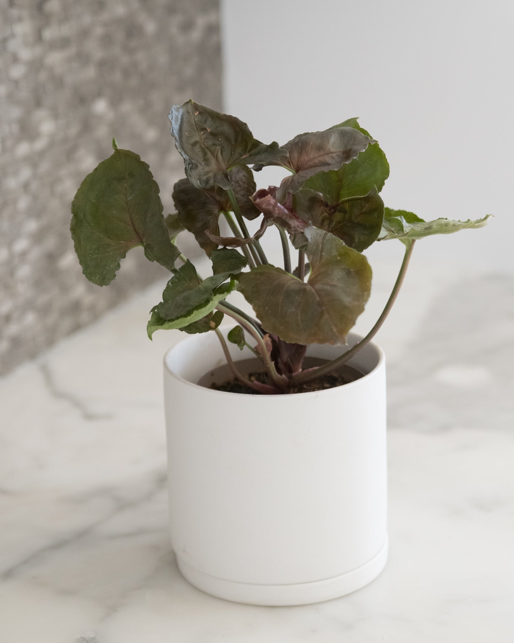 Syngonium 'Strawberry Ice'