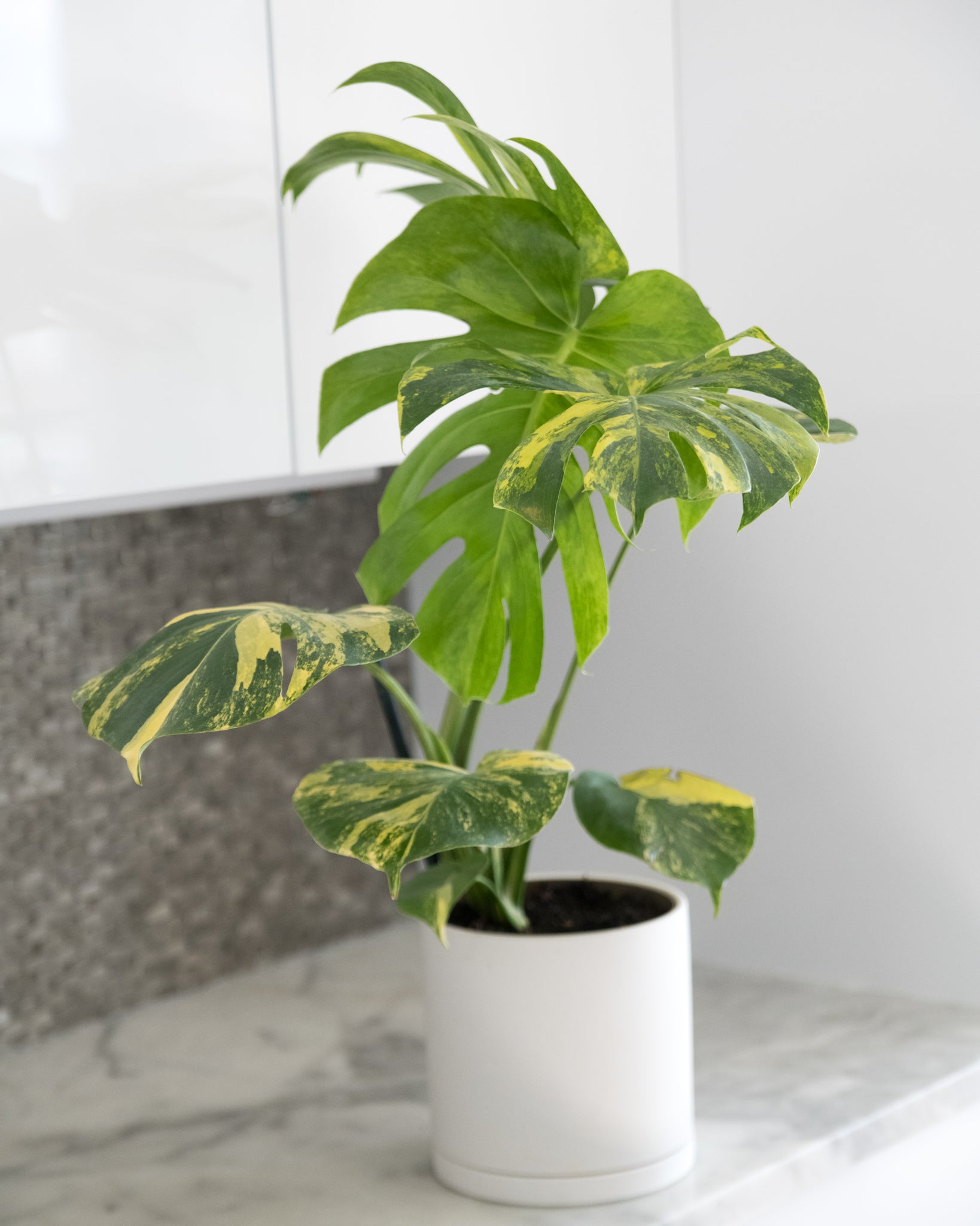 Monstera deliciosa 'Aurea Marmorata' – Rare Variegated Houseplant – Lush &  Rare