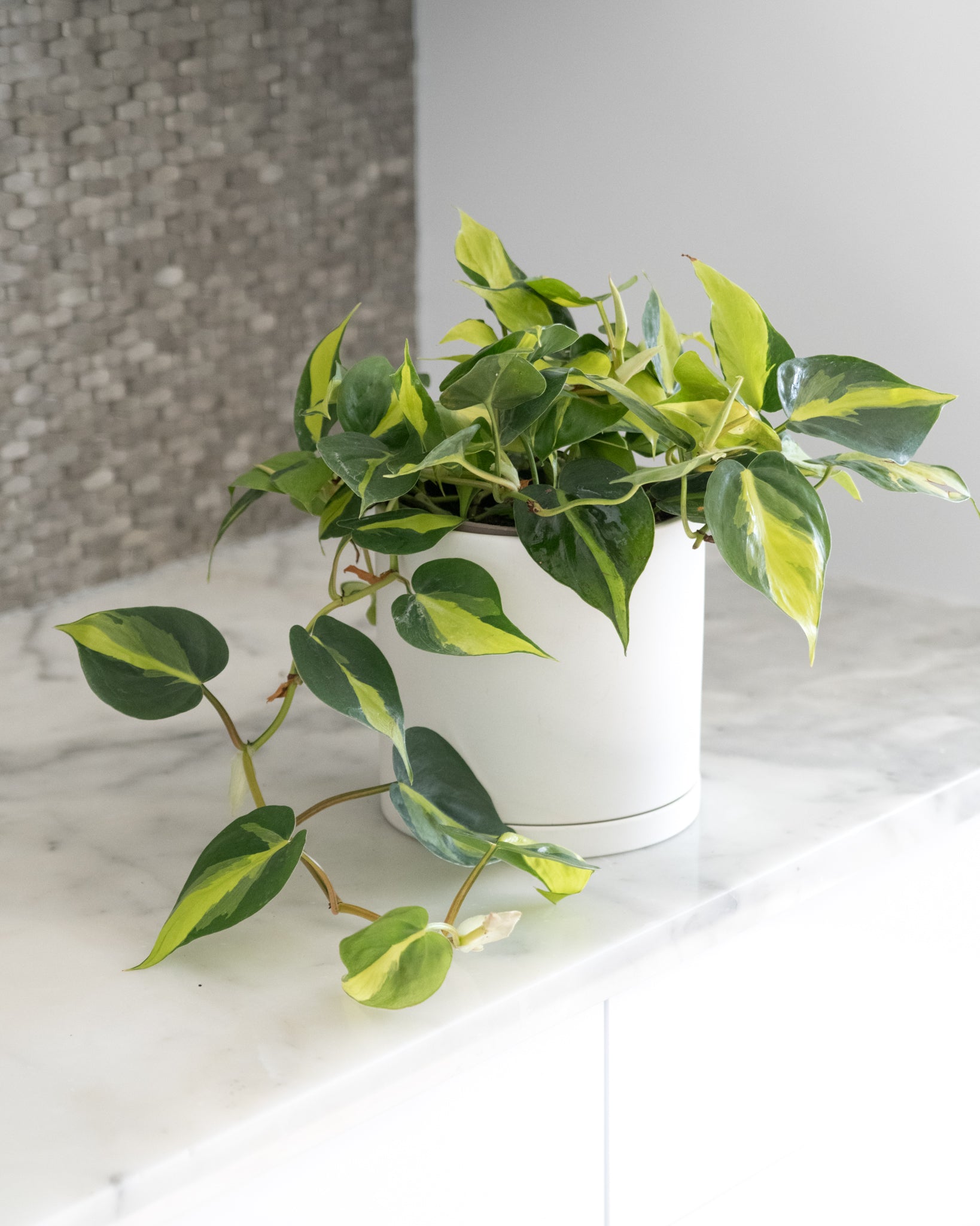 philodendron brasil rare Philodendron 'Brasil' – Lush & Rare