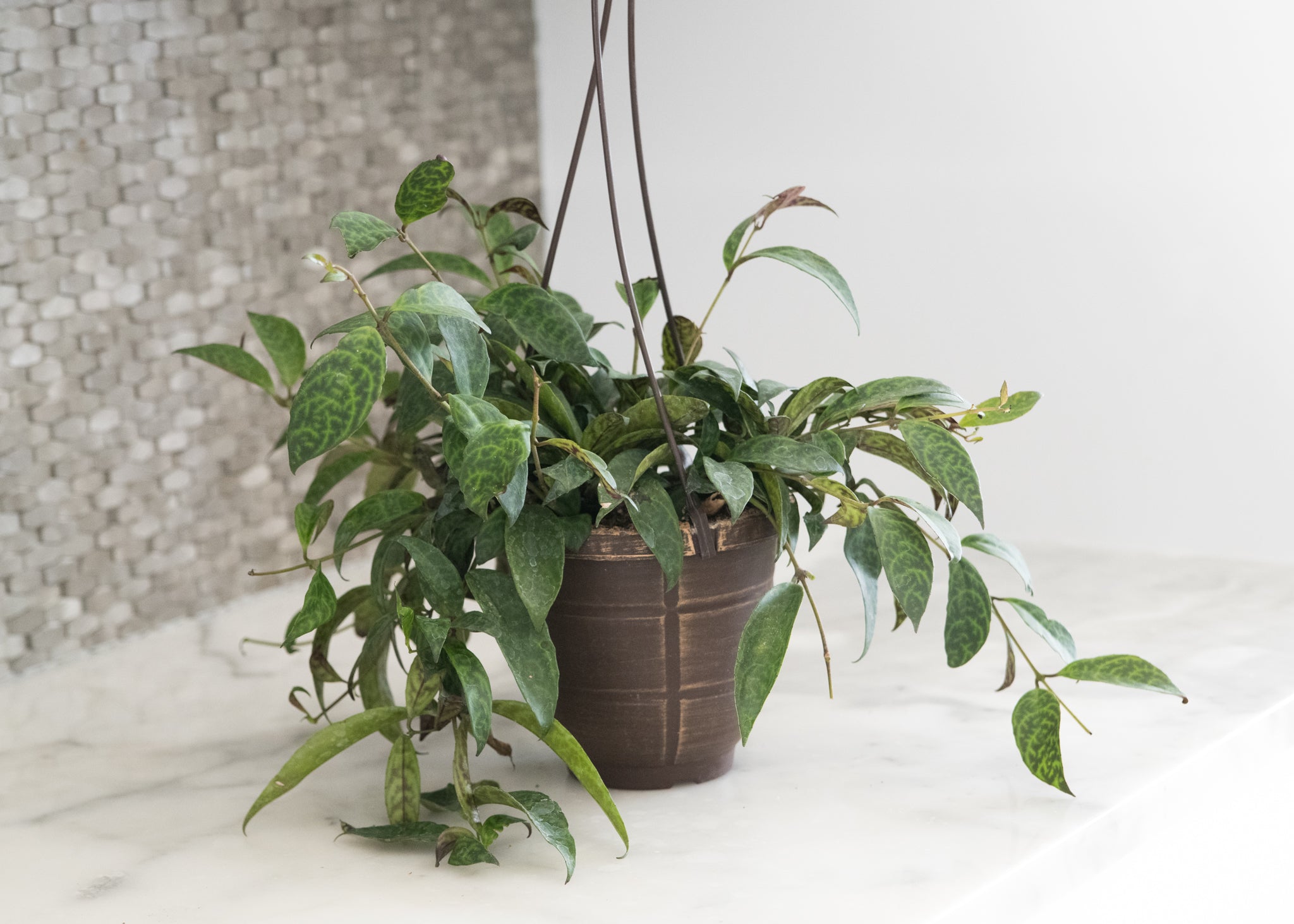 lipstick indoor plant Lipstick Plant 'Black Pagoda' Houseplant – Lush & Rare