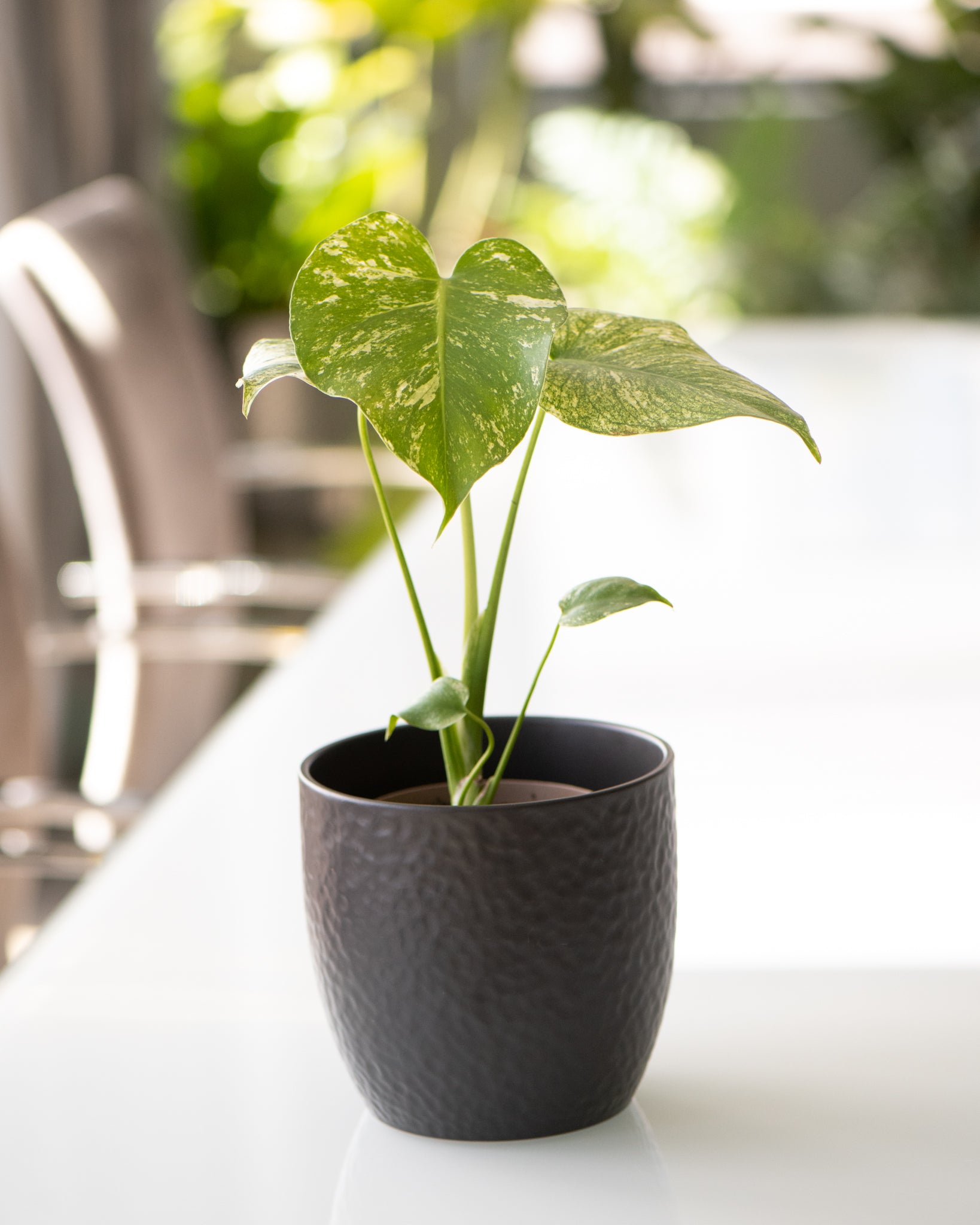 Monstera deliciosa Mint Variegated