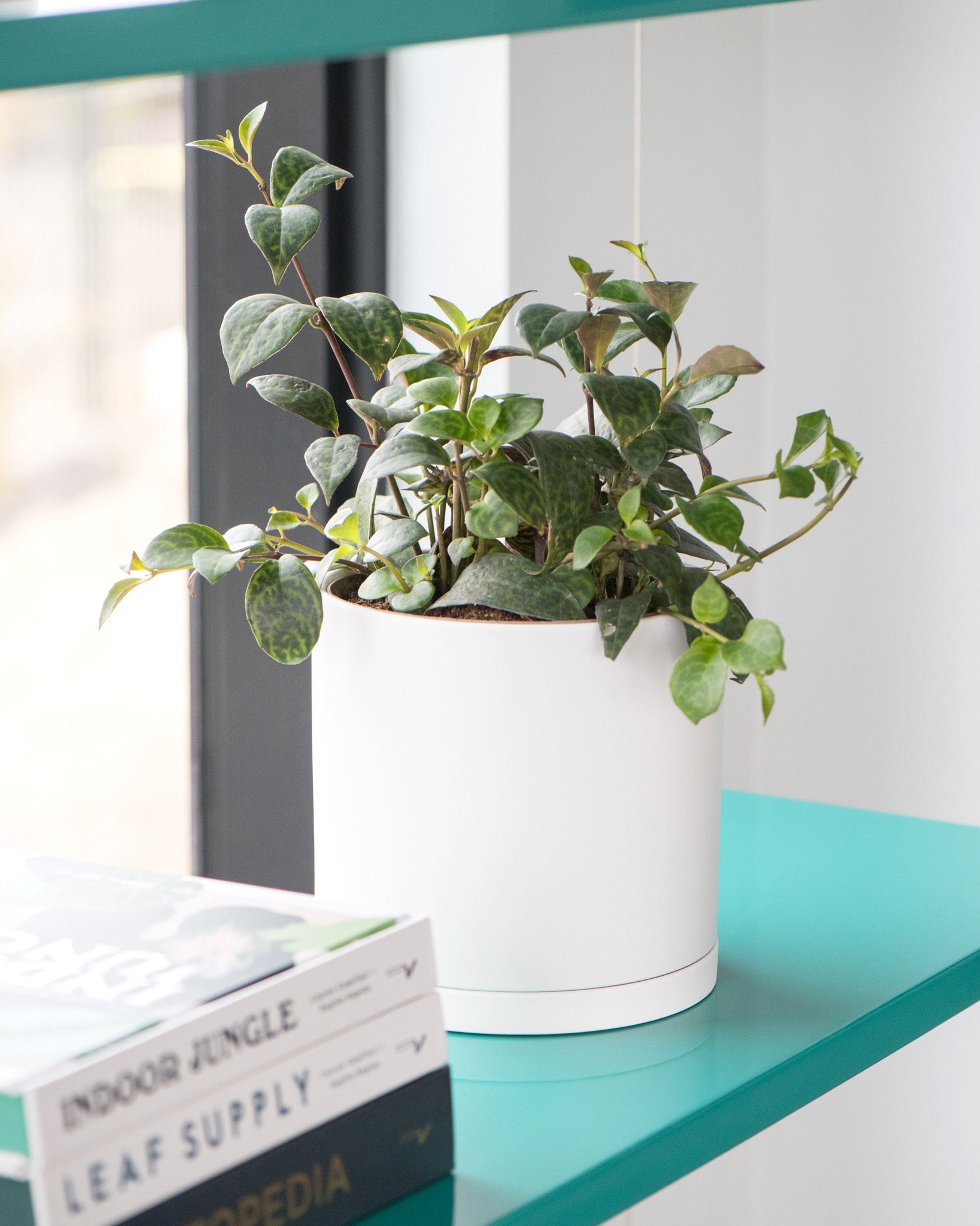 Lipstick 'Black Pagoda' Plant