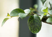 Lipstick 'Black Pagoda' Plant