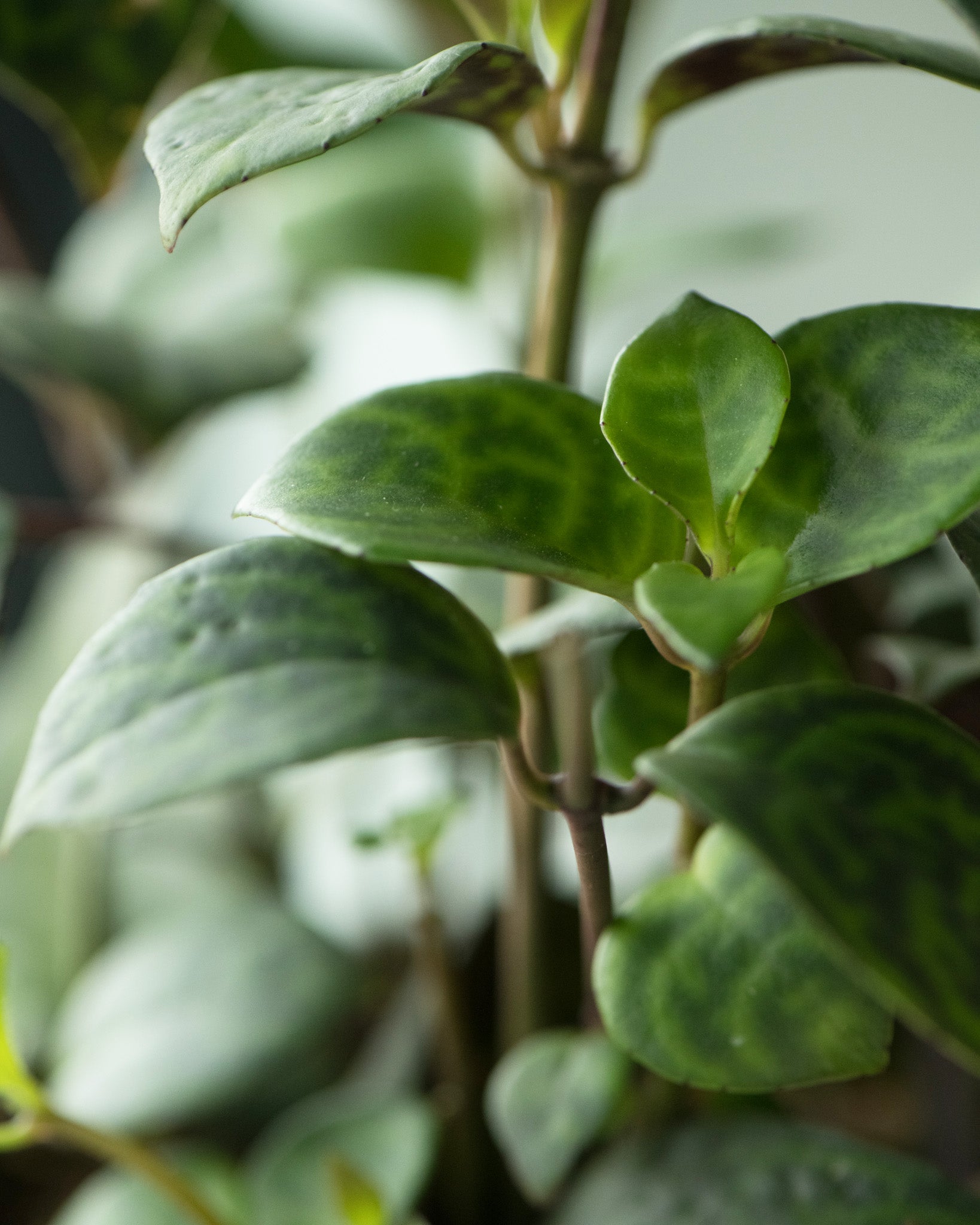 Lipstick 'Black Pagoda' Plant