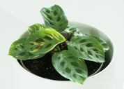 Maranta leuconeura kerchovaena variegata