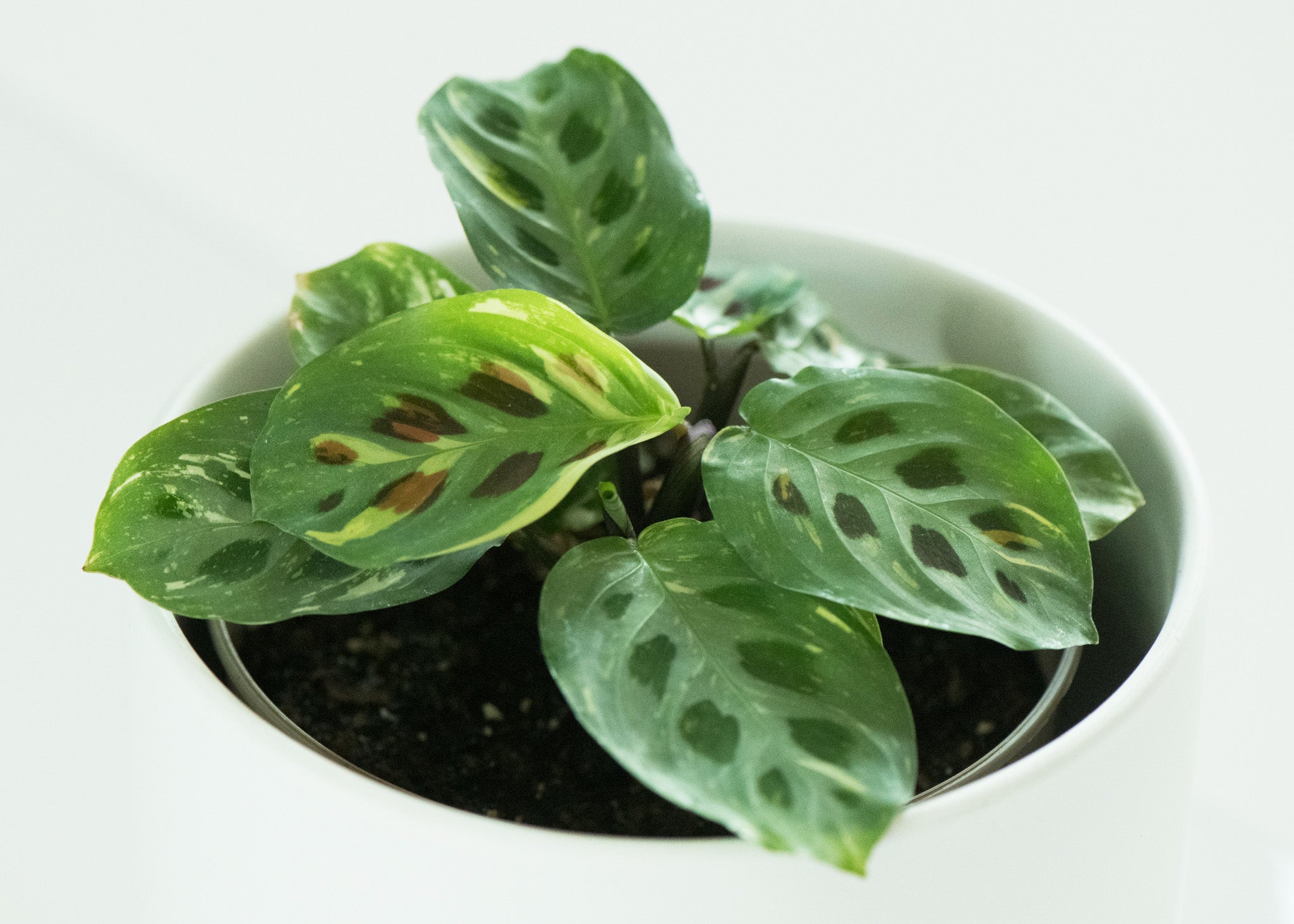 Maranta leuconeura kerchovaena variegata