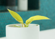 Philodendron 'Gergaji Golden Saw'
