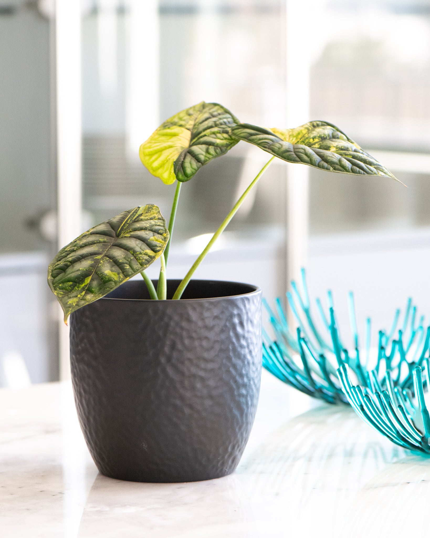 Rare – Lush & Rare