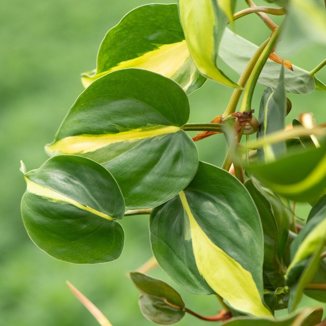 sun stressed philodendron brasil Philodendron 'Brasil'