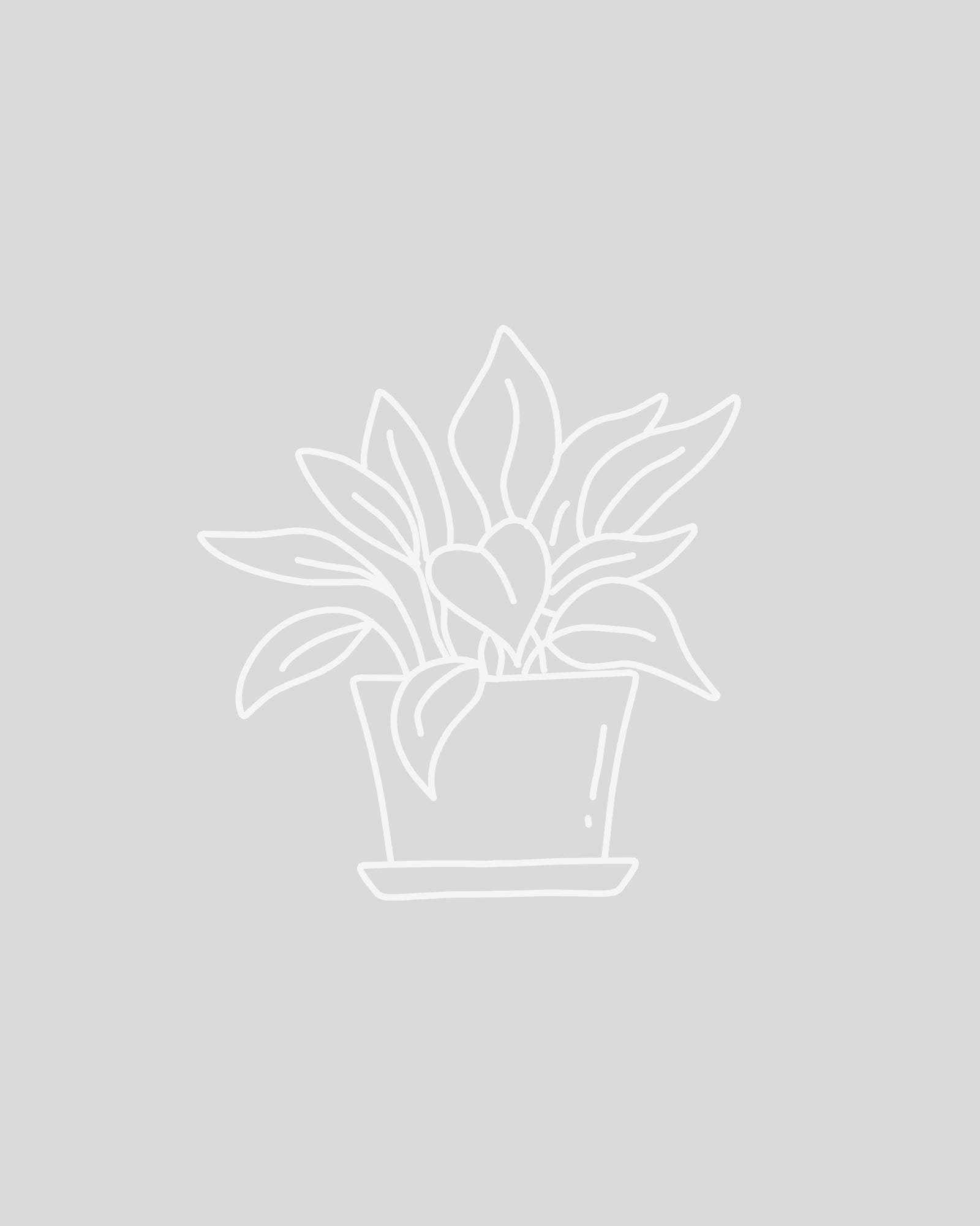 Alocasia 'Zebrina'