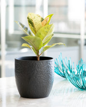 Ficus 'Shivereana Moonshine'