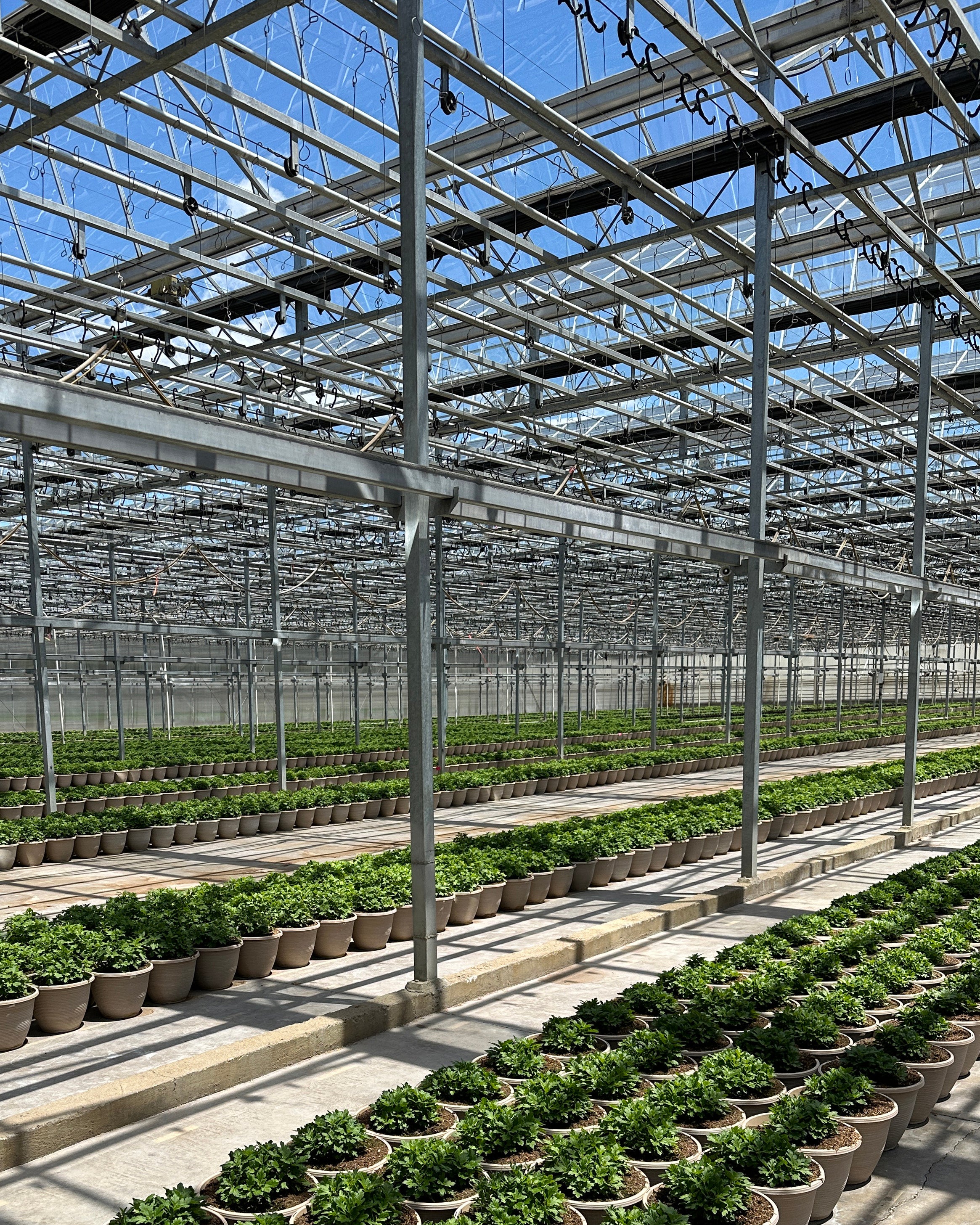 greenhouse_7332.jpg